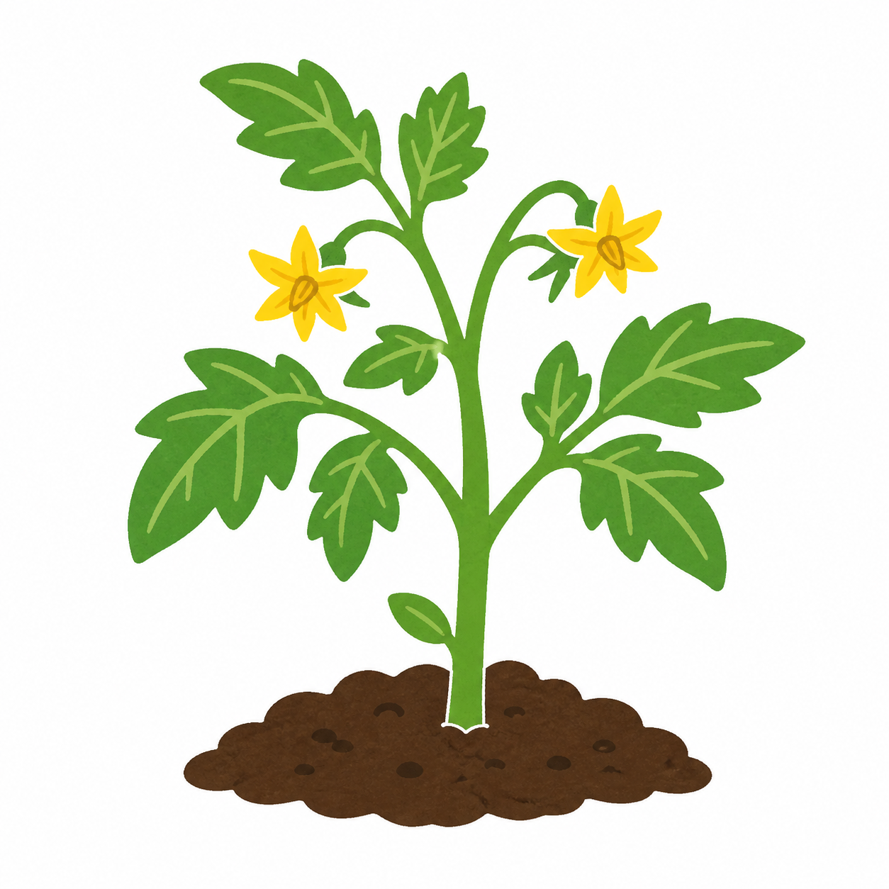 トマトの花のイラスト